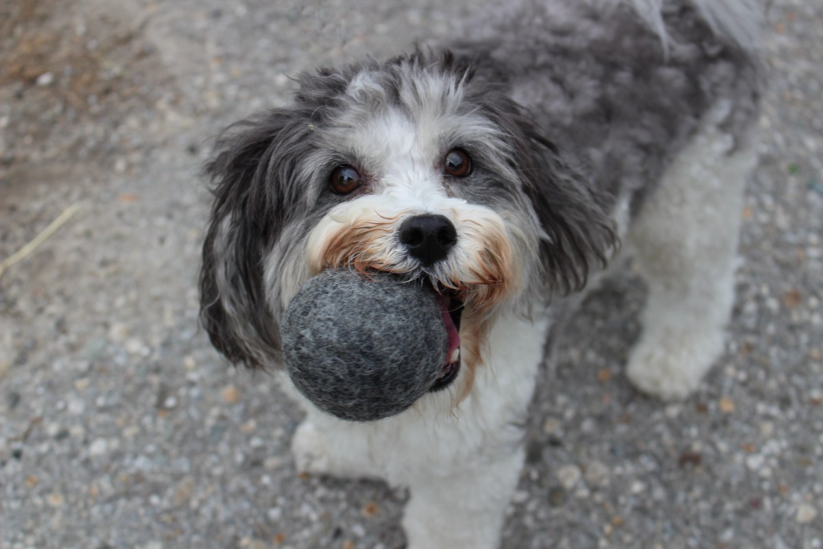 Hundespielzeug WOLLBOLLER