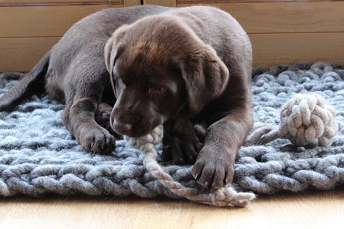 Hundespielzeug BOMMEL